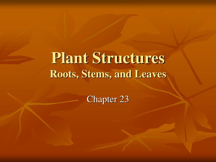 plant structures roots stems and leaves