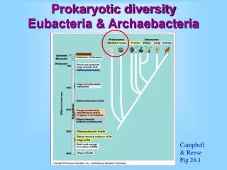 Prokaryotic diversity Eubacteria &amp; Archaebacteria