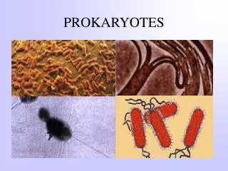 PROKARYOTES