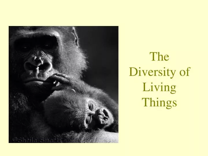 the diversity of living things