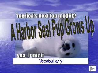 A Harbor Seal Pup Grows Up