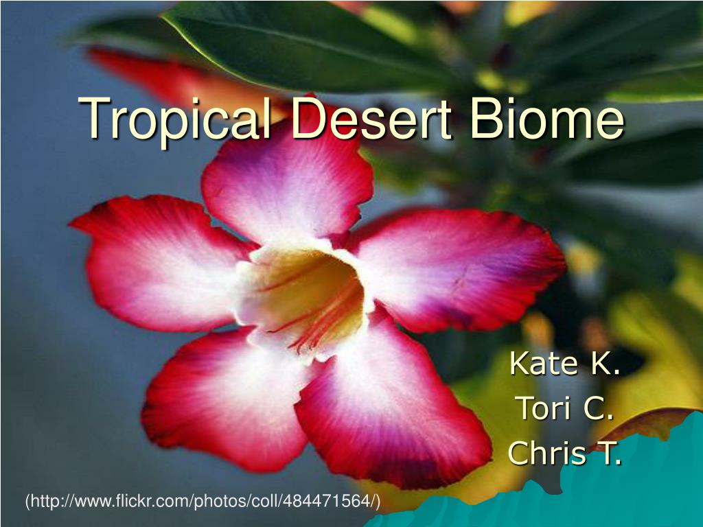 PPT - Tropical Desert Biome PowerPoint Presentation, free download - ID ...