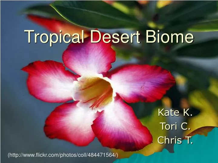 tropical desert biome