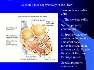 Section 2 Electrophysiology of the Heart