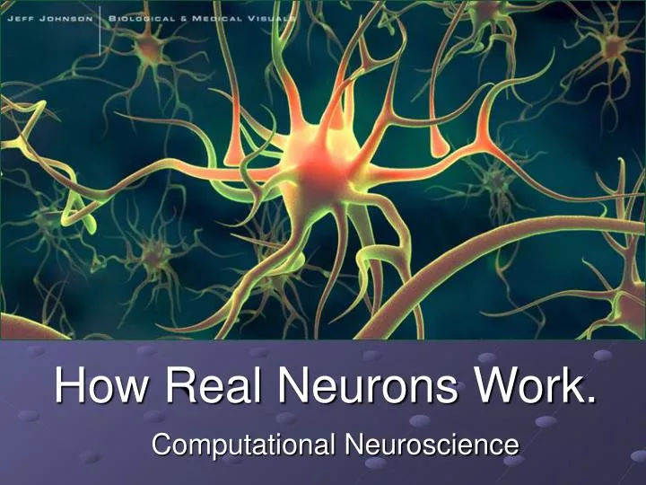 how real neurons work