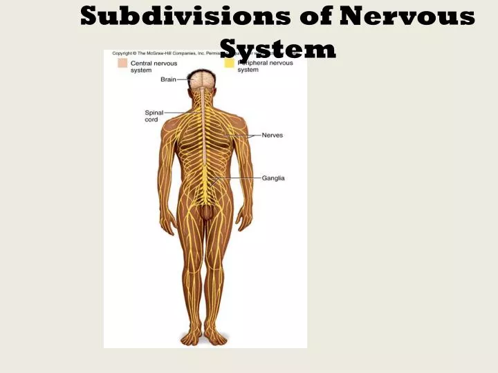 subdivisions of nervous system