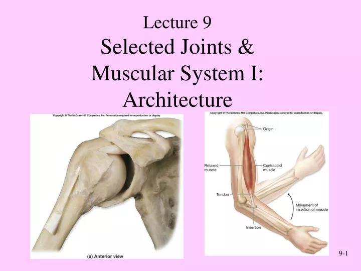 selected joints muscular system i architecture