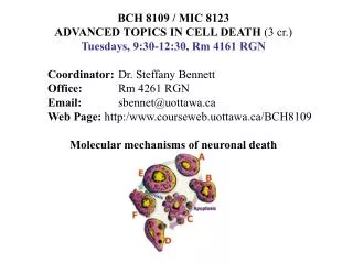 BCH 8109 / MIC 8123 ADVANCED TOPICS IN CELL DEATH (3 cr.) Tuesdays, 9:30-12:30, Rm 4161 RGN 	Coordinator: 	 Dr. Steffa