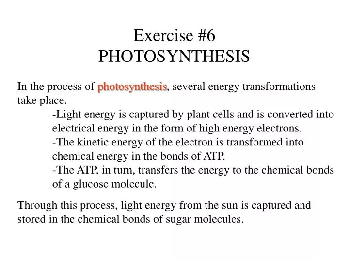 exercise 6 photosynthesis