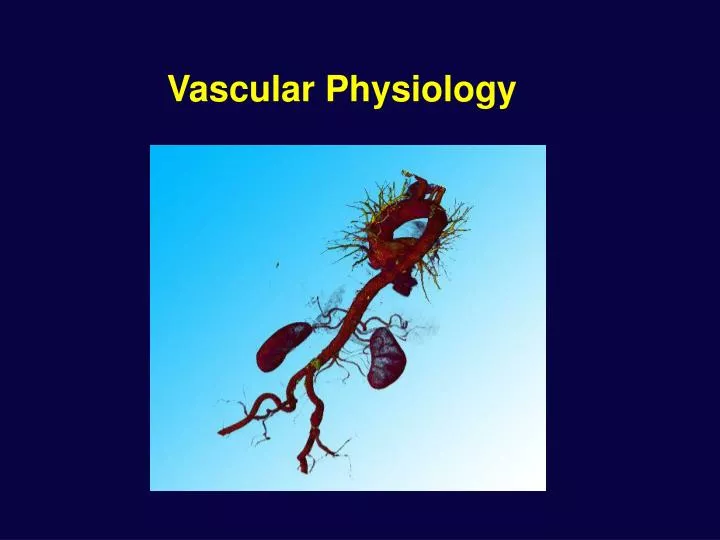 vascular physiology