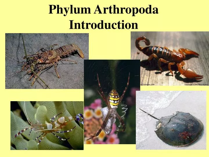 phylum arthropoda introduction