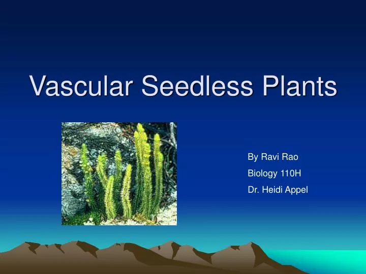 vascular seedless plants