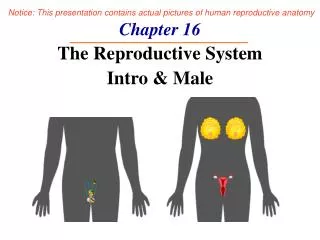 Chapter 16 The Reproductive System Intro &amp; Male