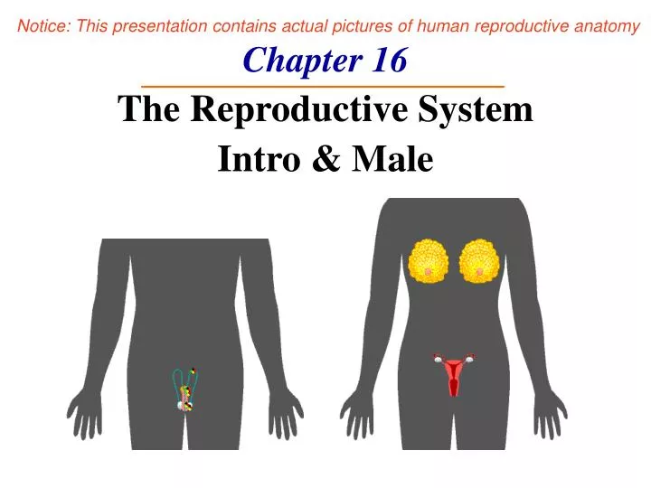 chapter 16 the reproductive system intro male