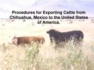 Procedures for Exporting Cattle from Chihuahua, Mexico to the United States of America.