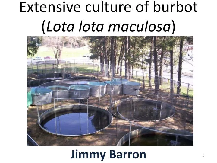 extensive culture of burbot lota lota maculosa