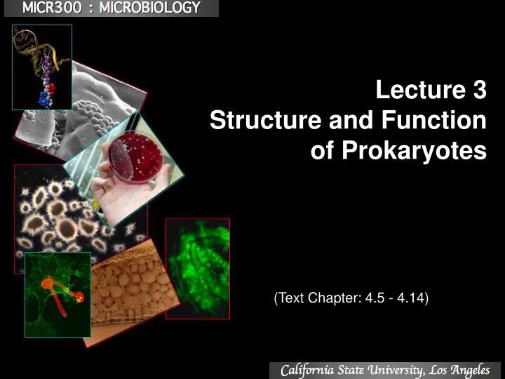 lecture 3 structure and function of prokaryotes