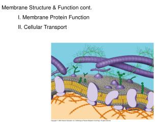 Membrane Structure &amp; Function cont. 	I. Membrane Protein Function 	II. Cellular Transport