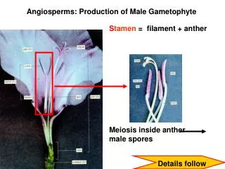 S tamen = filament + anther