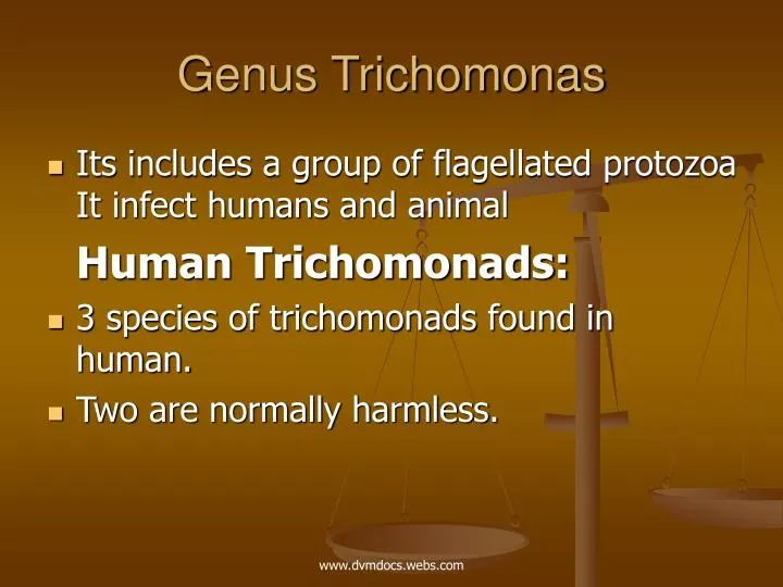 genus trichomonas