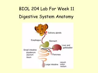 BIOL 204 Lab For Week 11 	Digestive System Anatomy
