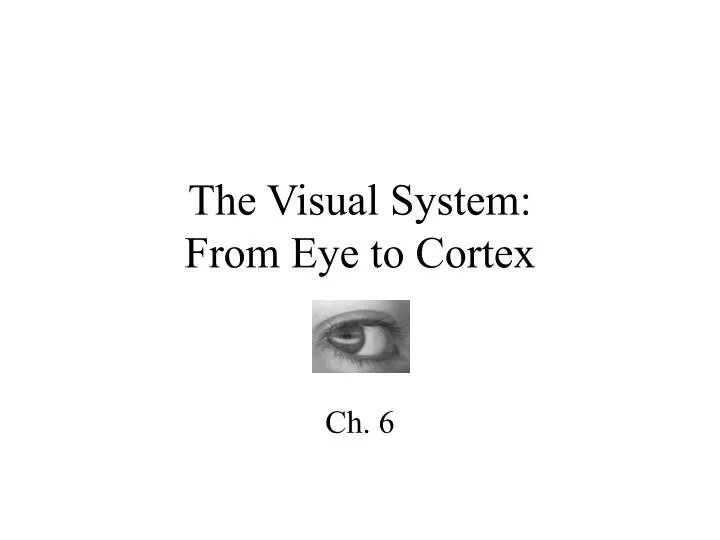 the visual system from eye to cortex