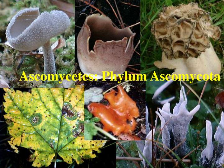 ascomycetes phylum ascomycota