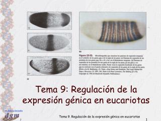 Tema 9: Regulación de la expresión génica en eucariotas