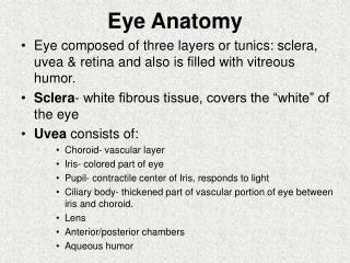 Eye Anatomy