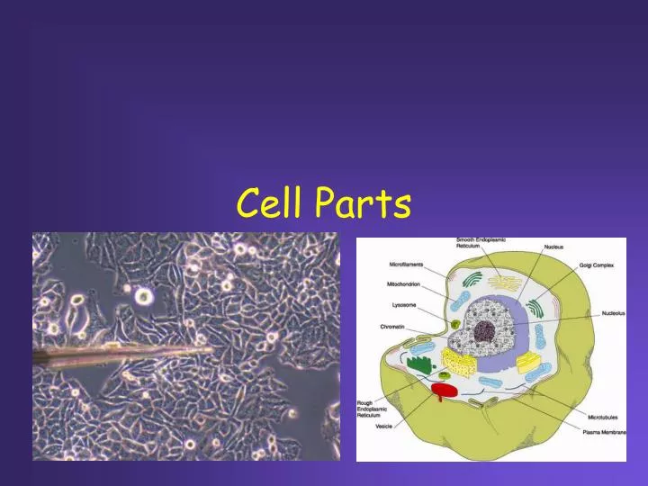 cell parts