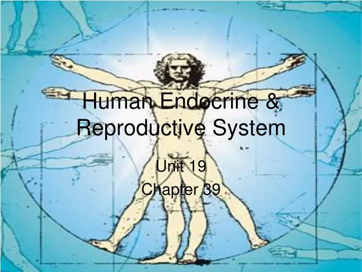 human endocrine reproductive system