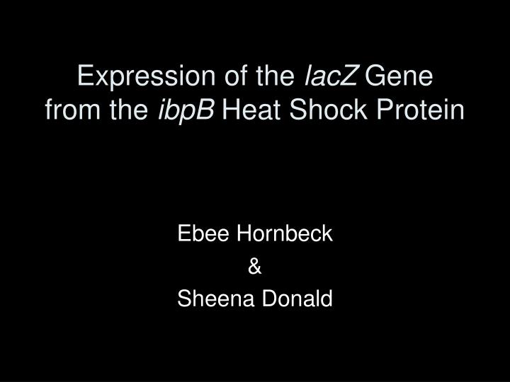 expression of the lacz gene from the ibpb heat shock protein