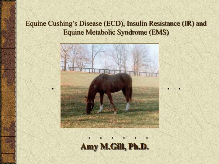 equine cushing s disease ecd insulin resistance ir and equine metabolic syndrome ems