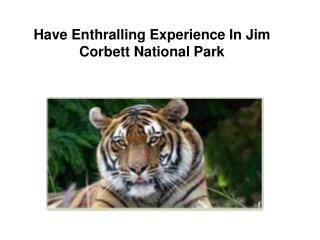 Have enthralling experience in Jim Corbett National Park