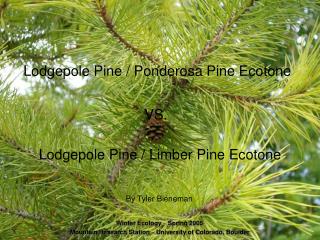 Lodgepole Pine / Ponderosa Pine Ecotone