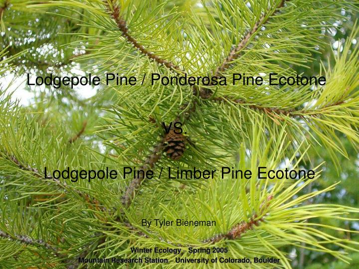lodgepole pine ponderosa pine ecotone