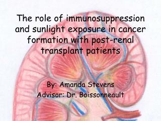 The role of immunosuppression and sunlight exposure in cancer formation with post-renal transplant patients