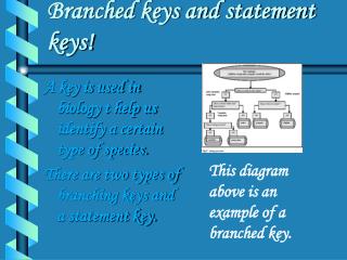 Branched keys and statement keys!