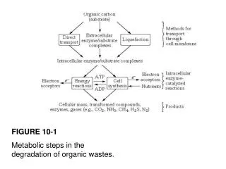 FIGURE 10-1 Metabolic steps in the degradation of organic wastes.
