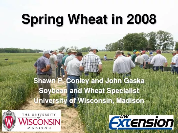 spring wheat in 2008