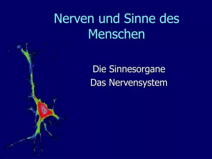 nerven und sinne des menschen