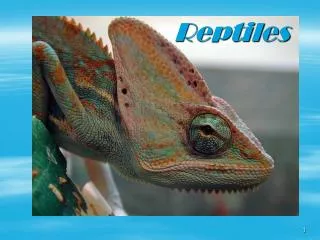 Reptiles