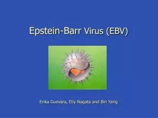 Epstein-Barr Virus (EBV) Erika Guevara, Elly Nagata and Bin Yang