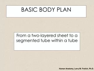 BASIC BODY PLAN