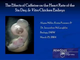 The Effects of Caffeine on the Heart Rate of the Six Day In Vitro Chicken Embryo