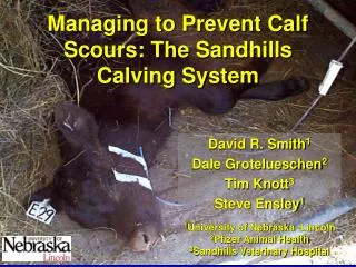 Managing to Prevent Calf Scours: The Sandhills Calving System