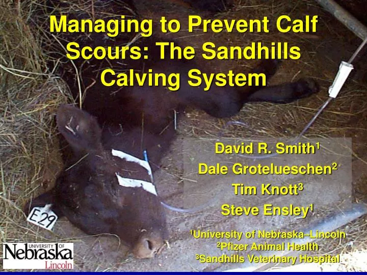 managing to prevent calf scours the sandhills calving system