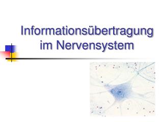 Informationsübertragung im Nervensystem
