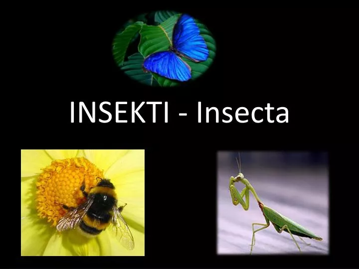 insekti insecta