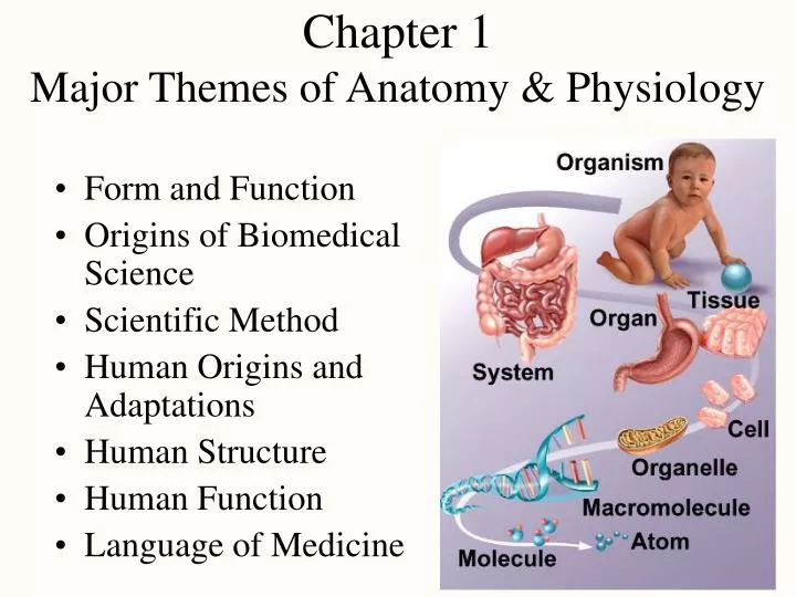 chapter 1 major themes of anatomy physiology